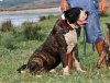 BOSS BULL CANARIO ROY