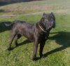 MAX DE MOZACAN BULL (TANK)