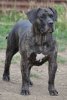 TUNDRA DE SPALATO BULL