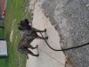 D&AMP;C IRONBRED NINA