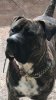 DRAGO