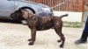 HECTOR DE MANGO BULL