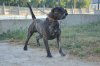 DON DE MANGO BULL (SHERIF)