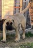 IMPARATOR EL PRESA LEGENDA
