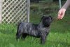 HARD HEARTS BAGHEERA