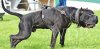 BLACK STUFF PRESA CASH