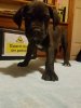 BLACK STUFF PRESA BUSTER