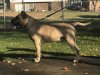 IRON PRESS KENNELS TUPAC