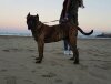 BARUC DE DOG REAL
