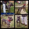 BLACK STAR PRESA'S NITRO