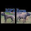 BLACK STAR PRESA'S RAVEN