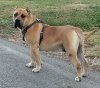 BLACK STAR PRESA'S GHOST