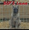 BLACK STAR PRESA'S LUNA