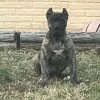 IRON PRESS KENNELS HENNESSEY