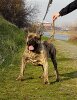 GUSTON DE CANARIO KENNEL MACEDONIA
