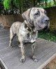 KING SIZE KENNELS MARBLE