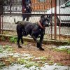 ARDOR BULL AQUA
