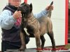 BOSS BULL CANARIO CARMEN