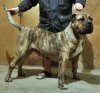 BOSS BULL CANARIO FANTA