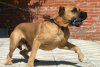 GITANO DE KING ZULU