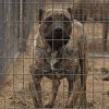 CANARIAN BULL'S AQUILA