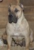 JUNO DE CANARIAN BULL