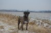 ANNIE VOM BRAUNSCHWEIGER LAND