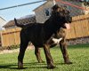 PRESA FARMS BONE COLLECTOR