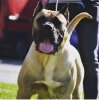 BRUCO DE GAROE BULLDOG