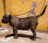 CARECA DE LA JACHA