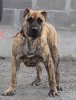 BELEN PERRO LOCO DE HIERRO