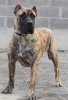 BELITA PERRO LOCO DE HIERRO