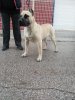 BERTO PERRO LOCO DE HIERRO