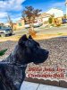 CANARIAN BULL'S ATHENA