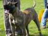 GRANBASSI DE FENCING DOGS