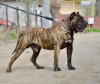 OSCAR MUNTENIA’S WARRIOR