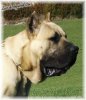 ZEUS DE IMPERIAL CAN