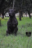 BADB ARDOR BULL
