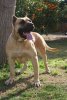 JAVA DE BARNACAN BULL