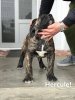 HERCULE DE MILKY WAY KENNEL