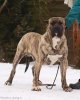 WHITE PAW NUESTRA SANGRE