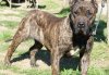 RIANA DE BARNACAN BULL