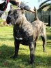 QUISI DE BARNACAN BULL