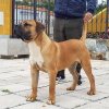 MANGO DE LAS JOYAS DEL ATLANTICO