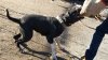 CHISPA DE PCRP KENNEL