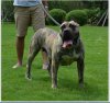 IMME OF LAN BO KENNEL