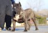 BOSS BULL CANARIO DOMINGO