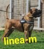 TIñOR DE LINEAM