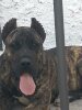 BUCOVINA WORKING DOGS A'HURACAN