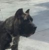 TAJINASTE DE TRIGOVIEJO